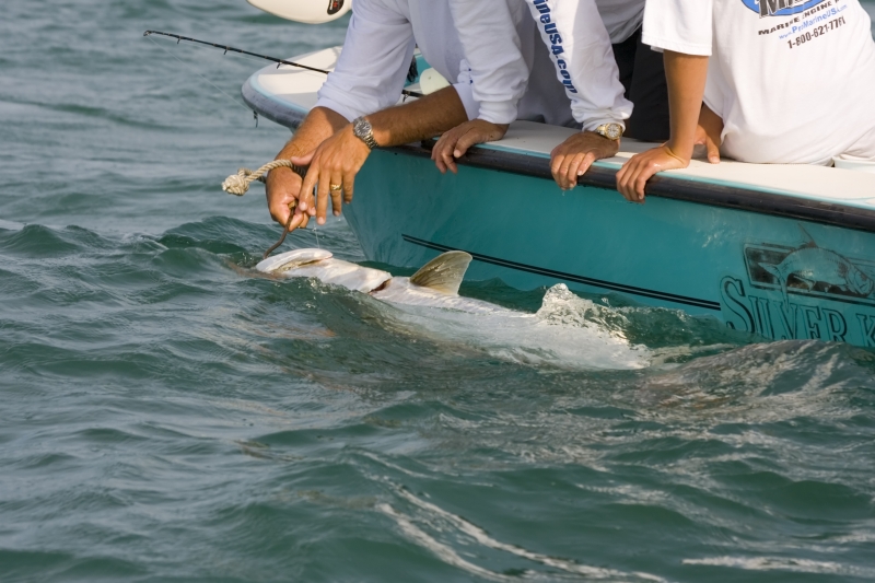 381706-the-tarpon-is-caught-and-heading-for-the-scales